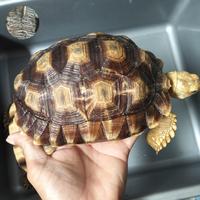 Gambar kura kura sulcata 1 pasang 18cm Tiger 17cm. Betina. makan lancar. dari BerkahDuaPutrijaya undefined 5 Tokopedia