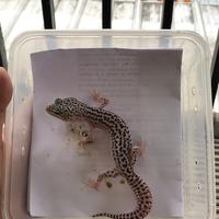 Gambar Leopard Gecko Super Snow Het DB dari RiriGecko undefined 1 Tokopedia