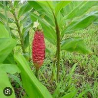 Gambar bibit lempuyang herbal cabutan dari BILAL BERSAUDARA undefined 1 Tokopedia