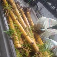 Gambar bambu kuning Gading / pring kuning petok Besar. D-/+40cm T150cm Up. dari Nuyrein undefined 2 Tokopedia