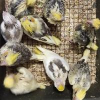 Gambar Burung parkit australia falk cockatiel lolohan baby anakan dari TeriJayashop undefined 3 Tokopedia