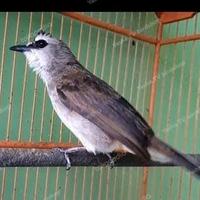 Gambar Burung Trucukan Gacoran Ropel dari TeriJayashop undefined 2 Tokopedia