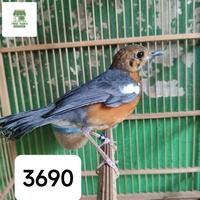 Gambar Burung Anis Merah Trotol Jantan #Gratisongkir - trotol dari FIVEPEDIA undefined 4 Tokopedia