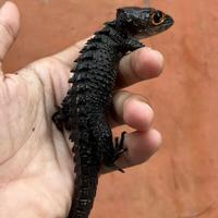Gambar Crocodile Skink/Kadal Duri/Biawak Red Eye Jinak Murah #Gratisongkir dari FIVEPEDIA undefined 1 Tokopedia
