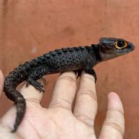 Gambar Crocodile Skink/Kadal Duri/Biawak Red Eye Jinak Murah #Gratisongkir dari FIVEPEDIA undefined 5 Tokopedia