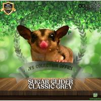 Gambar Sugar Glider Jinak Total #Gratisongkir dari FIVEPEDIA undefined 4 Tokopedia