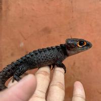 Gambar Crocodile Skink/Kadal Duri/Biawak Red Eye Jinak Murah #Gratisongkir dari FIVEPEDIA undefined 2 Tokopedia