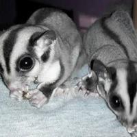 Gambar Sugar Glider Jinak Total #Gratisongkir dari FIVEPEDIA undefined 3 Tokopedia