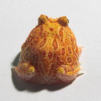 Gambar Katak Pacman / Pacman Frog / Kodok Pacman / Kodok Hias / Strawberry Camo Sunburst Brown Green Albino Size [Small] #Gratisongkir dari FIVEPEDIA undefined 1 Tokopedia
