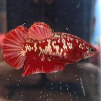 Gambar Ikan Cupang Rgg Sepasang Vvip Top #Gratisongkir dari FIVEPEDIA undefined 4 Tokopedia