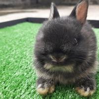 Gambar Kelinci Hias Netherland Dwarf Black Otter #Gratisongkir dari FIVEPEDIA undefined 2 Tokopedia