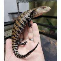 Gambar Reptil- Panana Blue Tongue Skink / Kadal Lidah Biru #Gratisongkir - baby dari FIVEPEDIA undefined 5 Tokopedia