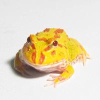 Gambar Katak Pacman / Pacman Frog / Kodok Pacman / Kodok Hias / Strawberry Camo Sunburst Brown Green Albino Size [Small] #Gratisongkir dari FIVEPEDIA undefined 5 Tokopedia