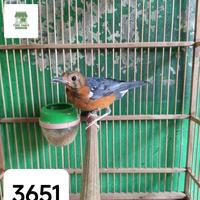 Gambar Burung Anis Merah Trotol Jantan #Gratisongkir - trotol dari FIVEPEDIA undefined 1 Tokopedia