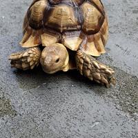 Gambar Kura Kura Sulcata 26 cm Murah dari Aganta Store undefined 2 Tokopedia
