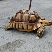 Gambar Kura Kura Sulcata 26 cm Murah dari Aganta Store undefined 3 Tokopedia