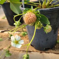 Gambar Strawberry Pineberry Putih Bibit Tanaman dari Ruby Plants undefined 1 Tokopedia