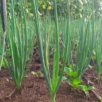 Gambar Bibit Pilihan Daun Bawang Lumpia | Biji Benih Daun Bawang | Bibit Bawang Daun dari De Coral undefined 2 Tokopedia