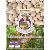 Gambar Bibit Premium  Kacang Pistachio | Biji Benih Kacang Pistachio dari Purplerain75 undefined 1 Tokopedia