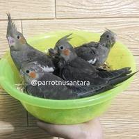 Gambar 2 Ekor Burung Parkit Australia Falk Sepasang dari jose lepuh undefined 5 Tokopedia