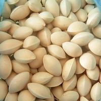 Gambar Bibit Premium  Kacang Pistachio | Biji Benih Kacang Pistachio dari Purplerain75 undefined 4 Tokopedia