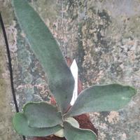 Gambar platycerium Veitchii AR x Fongsiqii dari Dewy harahap undefined 1 Tokopedia
