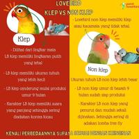 Gambar Lolohan Lovebird Non Klep Roseicollis Green dari jose lepuh undefined 1 Tokopedia