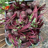 Gambar Buah bit PROMO TERMURAH /organik beet root fresh dari Sayfruit undefined 1 Tokopedia