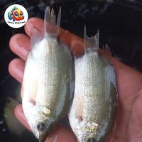 Gambar Bibit Ikan Tembakang Size 8-12 Cm grade A dari Aarsya fish farm undefined 4 Tokopedia