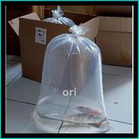 Gambar PAKAN/BIBIT IKAN KOI BLITAR SIZE 3CM MINIMAL ORDER 25EKOR dari soledated undefined 2 Tokopedia