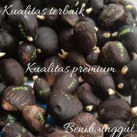 Gambar TERLARIS bibit kelapa sawit tn1 bibit sawit tani nusa bersertifikat - TN1 dari MAY 66 STORE undefined 3 Tokopedia