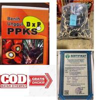 Gambar TERLARIS COD-BELI 4+sertifikat bibit kecambah sawit DXP PPKS super unggul - Pelepah pendek dari MAY 66 STORE undefined 4 Tokopedia