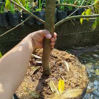 Gambar pohon durian bawor 2 meter dari KEJORA FRUIT TREE undefined 4 Tokopedia