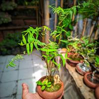 Gambar Bonsai Bambu mini micro sudah siap pajang berkararter plus pot bonsai dari Tanamanhias.Obyor undefined 2 Tokopedia