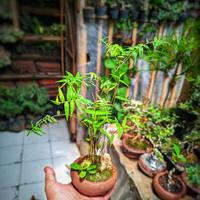 Gambar Bonsai Bambu mini micro sudah siap pajang berkararter plus pot bonsai dari Tanamanhias.Obyor undefined 1 Tokopedia