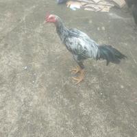 Gambar ayam Bangkok jantan hitam ada putihnya dari ayamsehat undefined 3 Tokopedia