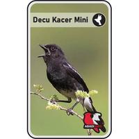 Gambar BURUNG DECU KACER MINI JANTAN TANGERANG dari OFFICIAL ABADI BIRD TANGERANG undefined 1 Tokopedia