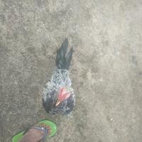 Gambar ayam Bangkok jantan hitam ada putihnya dari ayamsehat undefined 1 Tokopedia