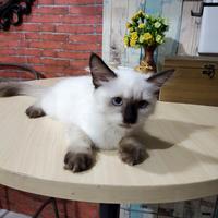 Gambar Lepas Adopsi Kucing Himalaya putih jantan lucu spt pakai kaos kaki dari apajadaaaa undefined 1 Tokopedia
