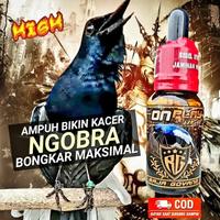 Gambar KACER ON PLAY HIGH RG Efektif Menaikkan Mental Burung Kacer dari LIBRA BOYS BIRD STORE undefined 2 Tokopedia
