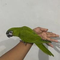 Gambar Hans Macaw Jinak Total DNA Betina dari Parrot Exotic undefined 1 Tokopedia