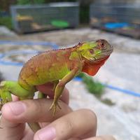 Gambar Red Iguana, sesuai gambar dari Jual Reptil Blitar undefined 2 Tokopedia