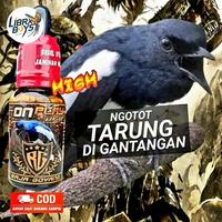 Gambar KACER ON PLAY HIGH RG Efektif Menaikkan Mental Burung Kacer dari LIBRA BOYS BIRD STORE undefined 1 Tokopedia