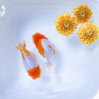 Gambar Goldfish Ranchu - Thailand dari Pine Goldfish undefined 2 Tokopedia