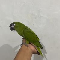 Gambar Hans Macaw Jinak Total DNA Betina dari Parrot Exotic undefined 2 Tokopedia