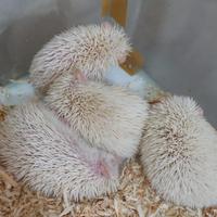 Gambar Landak Mini Albino (Anakan) - Betina dari kiclok undefined 1 Tokopedia
