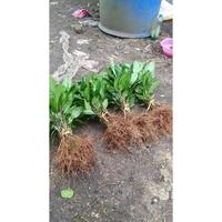 Gambar Terbaru 50 Pcs Bibit Kopi Arabika Ateng Unggulan Cabutan Terlaris dari jaya store234_NEW undefined 3 Tokopedia
