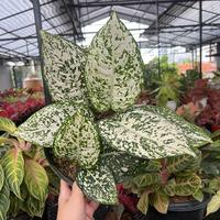Gambar Aglonema big leaf rumpun size besar dari Danifa Aglonema undefined 1 Tokopedia