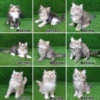 Gambar Ready Jual Kitten Persia Anak Kucing Angora Anggora Lucu Flatnose dari Uggul Petshop undefined 1 Tokopedia
