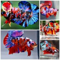 Gambar Grosir Ikan Cupang Halfmoon Plakat Multicolor 3,5 Bulan Calon Top Grade, Murah & Berkualitas dari Al Huda Digital Printing &amp; Betta Shop undefined 1 Tokopedia
